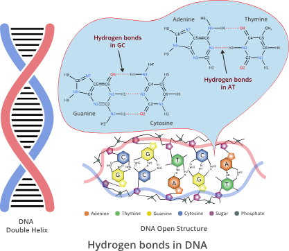 氢键学习指南：定义、分类、量化公式一站式掌握