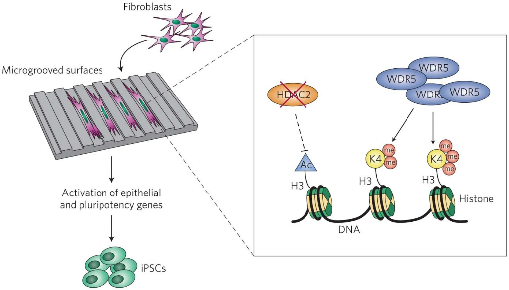 声子：凝聚态物理的 “振动量子”，从基础概念到核心特性解析